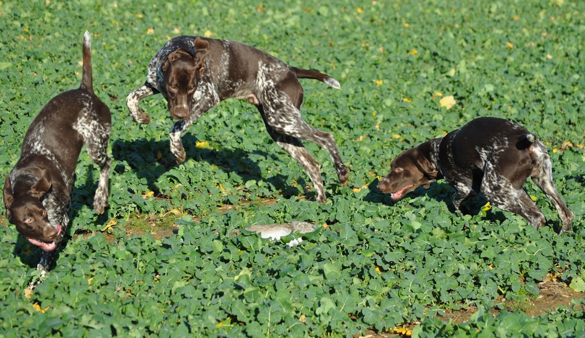 
 One GSP ... yes, only one during training.